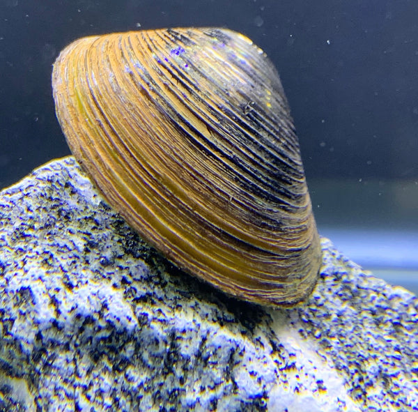 Freshwater Clam (Corbicual sp.) x3 - AquaticMotiv