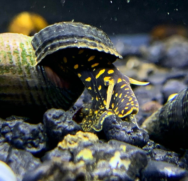 2 Yellow Flake Rabbit Snails (Tylomelania Sp.) - AquaticMotiv