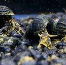 2 Yellow Flake Rabbit Snails (Tylomelania Sp.) - AquaticMotiv