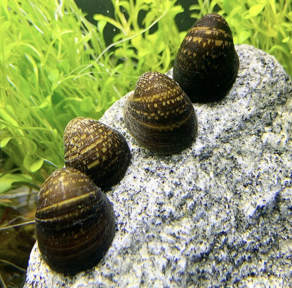 Red Lip Nerite Snail x3 (NERITINA VIOLACEA) - AquaticMotiv