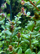 Rotala Macranda - AquaticMotiv