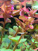 Rotala Macranda - AquaticMotiv
