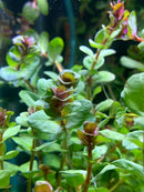 Rotala Macranda - AquaticMotiv