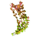 Rotala Macranda - AquaticMotiv