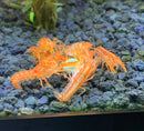 Orange Dwarf Mexican Crayfish (Cambarellus patzcuarensis) - AquaticMotiv