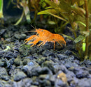 Orange Dwarf Mexican Crayfish (Cambarellus patzcuarensis) - AquaticMotiv