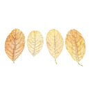 Jackfruit Leaves - 10 pcs - AquaticMotiv