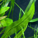Madagascar Lace Plant (Aponogeton madagascariensis) - AquaticMotiv