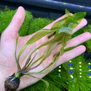 Madagascar Lace Plant (Aponogeton madagascariensis) - AquaticMotiv