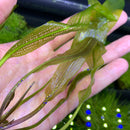 Madagascar Lace Plant (Aponogeton madagascariensis) - AquaticMotiv