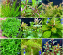 6 Beginner Plant Pack - AquaticMotiv