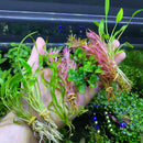 6 Best Selling Plant Pack - AquaticMotiv