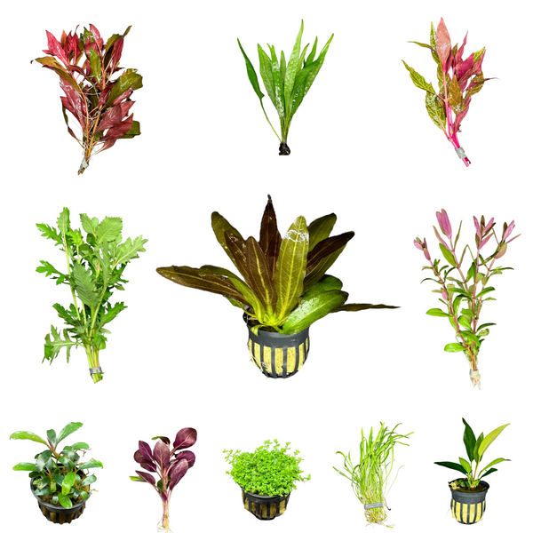 6 Best Selling Plant Pack - AquaticMotiv