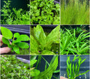 6 Green Plant Pack - AquaticMotiv