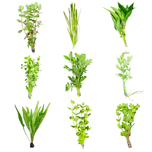 6 Green Plant Pack - AquaticMotiv