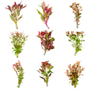6 Red Plant Pack - AquaticMotiv