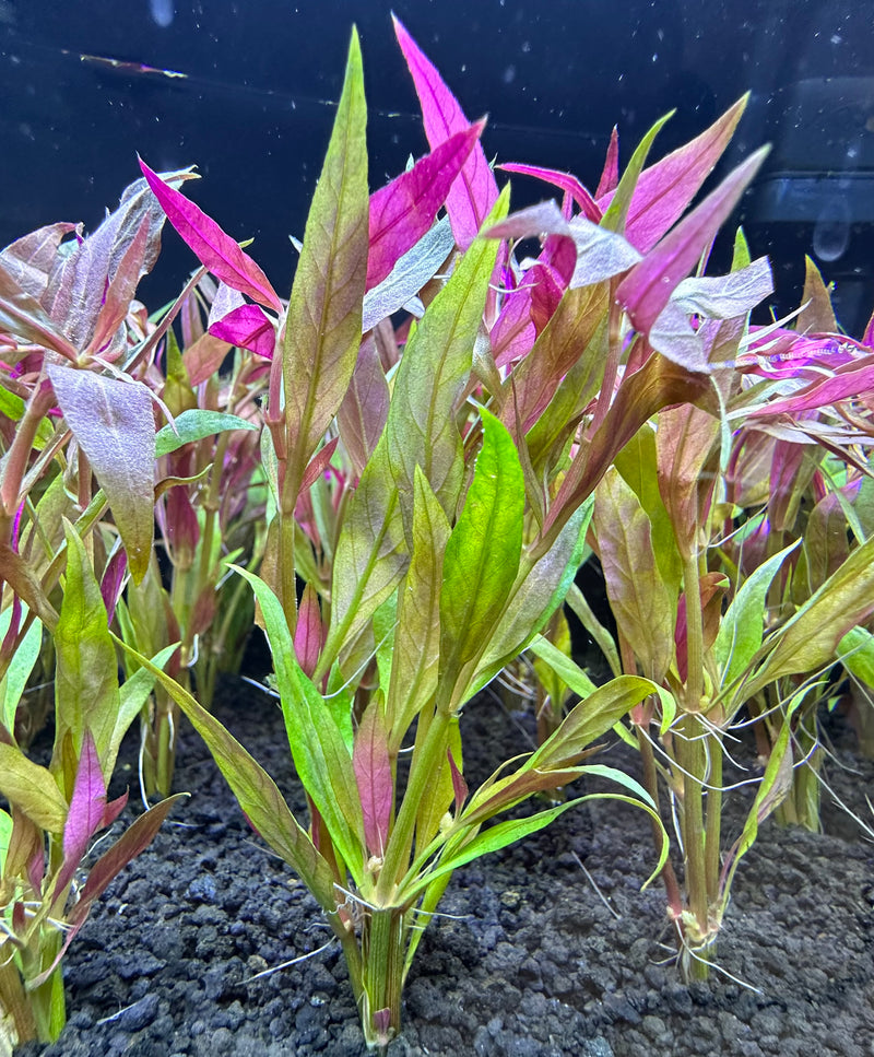 Alternanthera Reineckii Lilacina - AquaticMotiv