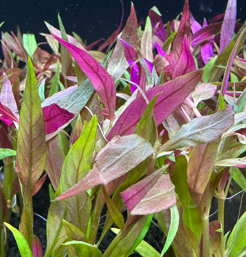 Alternanthera Reineckii Lilacina - AquaticMotiv