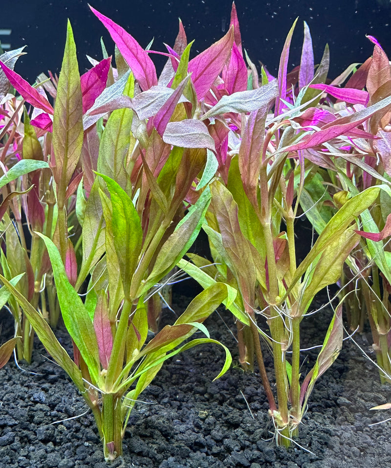 Alternanthera Reineckii Lilacina - AquaticMotiv