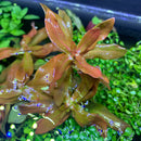 Ammania Senegalensis (Copper Leaf Ammania) - AquaticMotiv