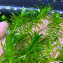 Anacharis (Egeria Densa) - AquaticMotiv