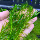 Anacharis (Egeria Densa) - AquaticMotiv