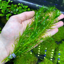 Anacharis (Egeria Densa) - AquaticMotiv