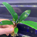 Anubias Afzelii - AquaticMotiv