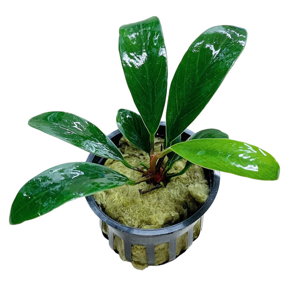 Anubias Afzelii Pot - AquaticMotiv