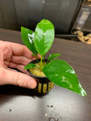 Anubias Assorted 3 Pack Small - AquaticMotiv