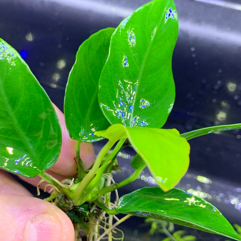 Anubias Nana (Dwarf Anubias) - AquaticMotiv