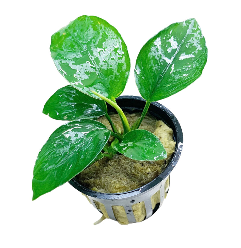 Anubias Nana (Dwarf Anubias) Pot - AquaticMotiv