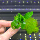 Anubias Nana Petite - AquaticMotiv