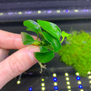 Anubias Nana Petite - AquaticMotiv