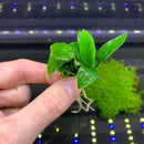 Anubias Nana Petite - AquaticMotiv