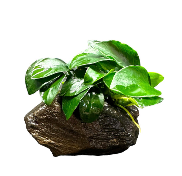 Anubias Nana Petite on Driftwood - AquaticMotiv