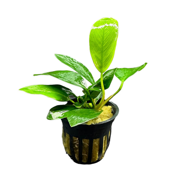 Anubias Nancon Potted - AquaticMotiv