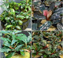 Assorted Bucephalandra 4 Pack (Potted) - AquaticMotiv