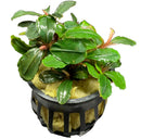 Assorted Bucephalandra 4 Pack (Potted) - AquaticMotiv