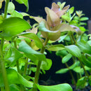 Bacopa (Bacopa Caroliniana) - AquaticMotiv