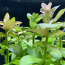 Bacopa (Bacopa Caroliniana) Bunch x12 ($3.25/ea) - AquaticMotiv