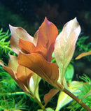 Broad-Leaf Ludwigia (Ludwigia Repens) - AquaticMotiv
