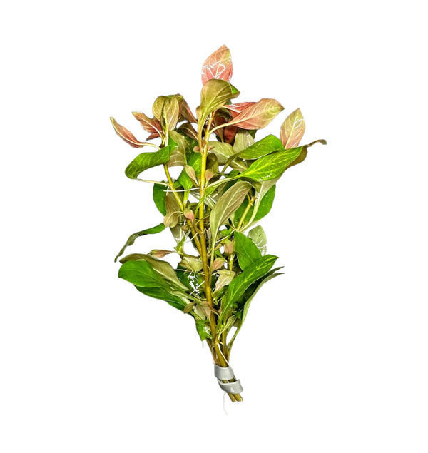 Broad-Leaf Ludwigia (Ludwigia Repens) - AquaticMotiv