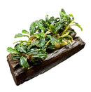 Bucephalandra Mix on driftwood - AquaticMotiv
