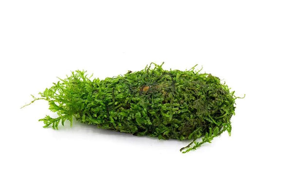 Christmas Moss on Clay - AquaticMotiv