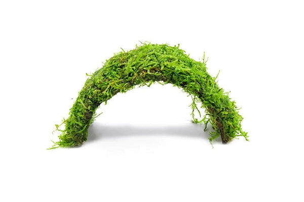 Christmas Moss on Coconut Shell Bridge - AquaticMotiv