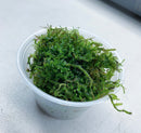 Christmas Moss (Vesicularia Montagnei) - AquaticMotiv