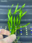 Corkscrew Vall (VALLISNERIA TORTA) - AquaticMotiv