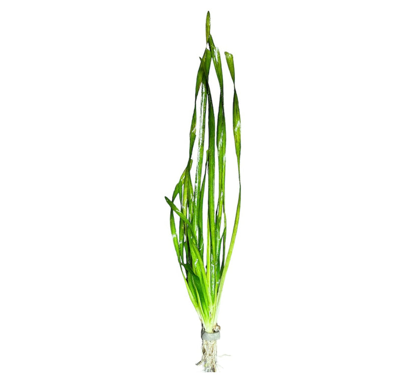 Corkscrew Vall (VALLISNERIA TORTA) - AquaticMotiv