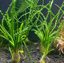 Crinum Calamistratum - AquaticMotiv